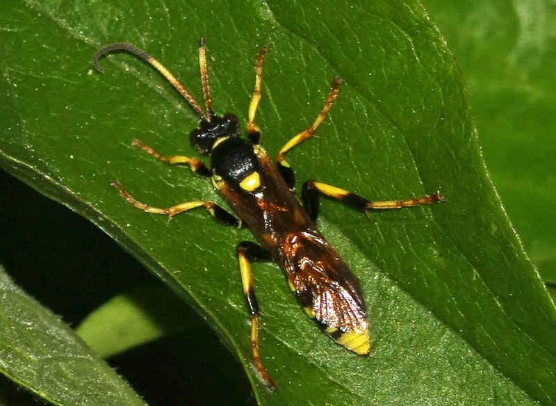 Ichneumon xanthorius